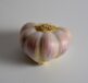 clove garlic, garlic, food, condiment, bulb of garlic, vegetable plant, cultivated garlic, common garlic, sweet garlic, pod, garlic, garlic, garlic, garlic, garlic