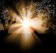 sunlight, nature, outdoors