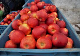 apples, red, sale, crates, now, harvested, agriculture, fruit, stored, stock, farm, bio, cultivation