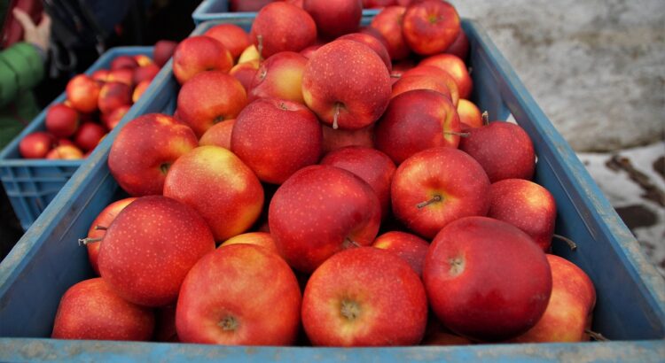apples, red, sale, crates, now, harvested, agriculture, fruit, stored, stock, farm, bio, cultivation