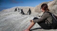 penguins, south africa, cape town, nature, travel nature, africa, ocean, beach, tourism, adventure, tourist, scenic, outdoor, holiday