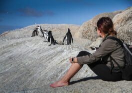 penguins, south africa, cape town, nature, travel nature, africa, ocean, beach, tourism, adventure, tourist, scenic, outdoor, holiday