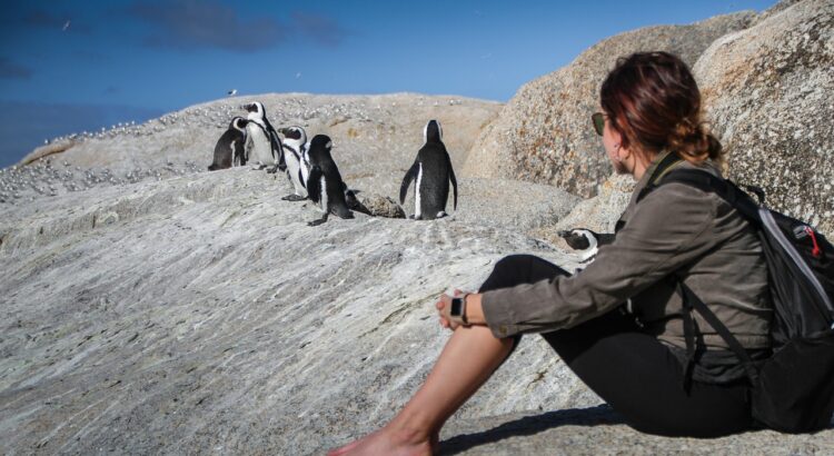 penguins, south africa, cape town, nature, travel nature, africa, ocean, beach, tourism, adventure, tourist, scenic, outdoor, holiday