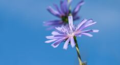 wait away, chicory, flower wallpaper