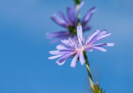 wait away, chicory, flower wallpaper