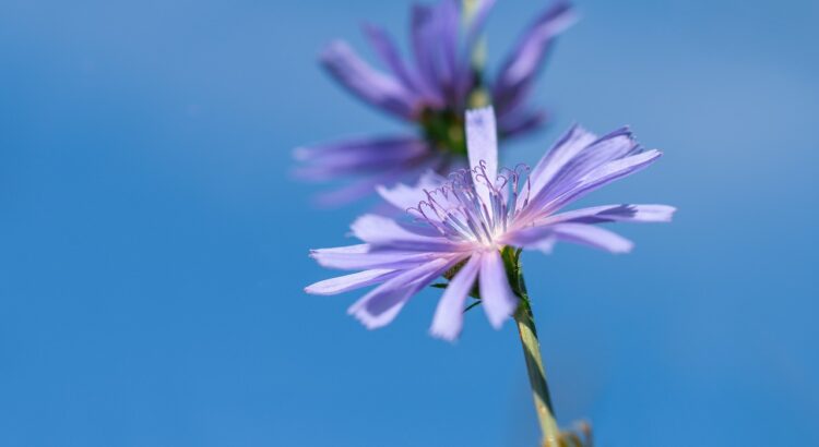 wait away, chicory, flower wallpaper