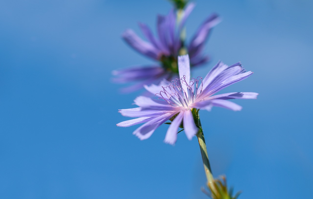 wait away, chicory, flower wallpaper