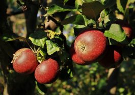 Apples Fruits Food Fresh Healthy  - rschaubhut / Pixabay