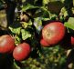 Apples Fruits Food Fresh Healthy  - rschaubhut / Pixabay