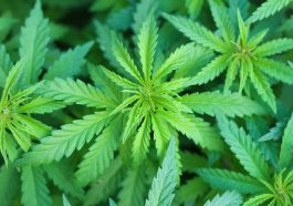 Cannabis Marijuana  - PeterPike / Pixabay