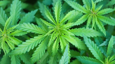 Cannabis Marijuana  - PeterPike / Pixabay