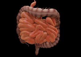Intestine Biology Science Bowels  - JimCoote / Pixabay