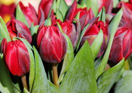 rozvoz květin Praha