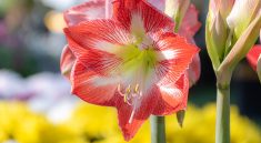 Lily Daylily Pistils Lily Petals  - Ri_Ya / Pixabay