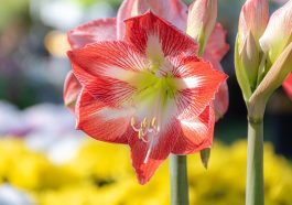 Lily Daylily Pistils Lily Petals  - Ri_Ya / Pixabay