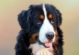 Pes a bolesti kloubů