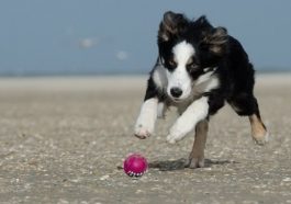 Výběr krmiva pro psy