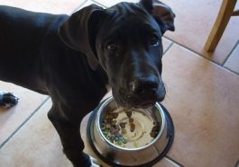 Luxusní krmivo Brit Premium dodá vašim čtyřnohým miláčkům vše důležité