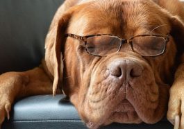 Druhy vodítek pro psy – znáte je všechny?