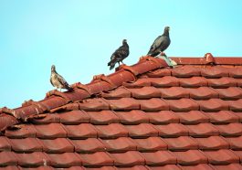 Roof Home Tile Tiles Birds Pigeons  - Candid_Shots / Pixabay