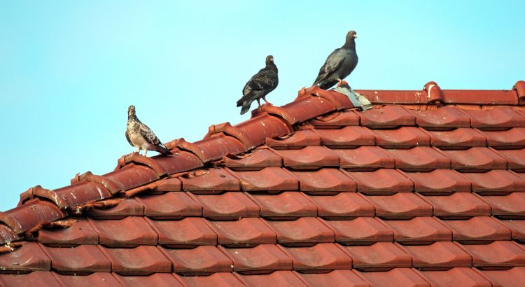 Roof Home Tile Tiles Birds Pigeons  - Candid_Shots / Pixabay